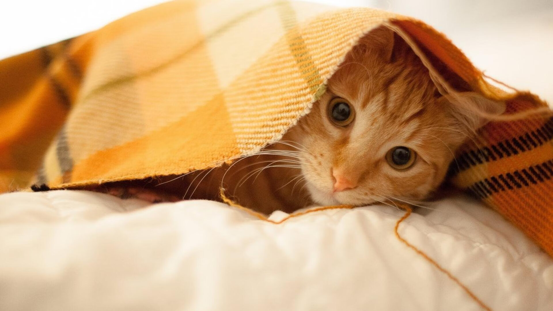 WRC人气车手TOP10:粉丝票选最喜爱选手,wrc热门车型