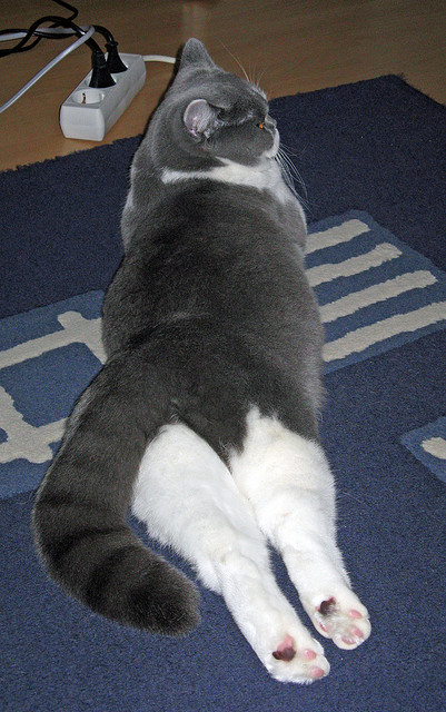 NBA设置“队医挑战权”，提升比赛中医疗判断效率，nba 队医