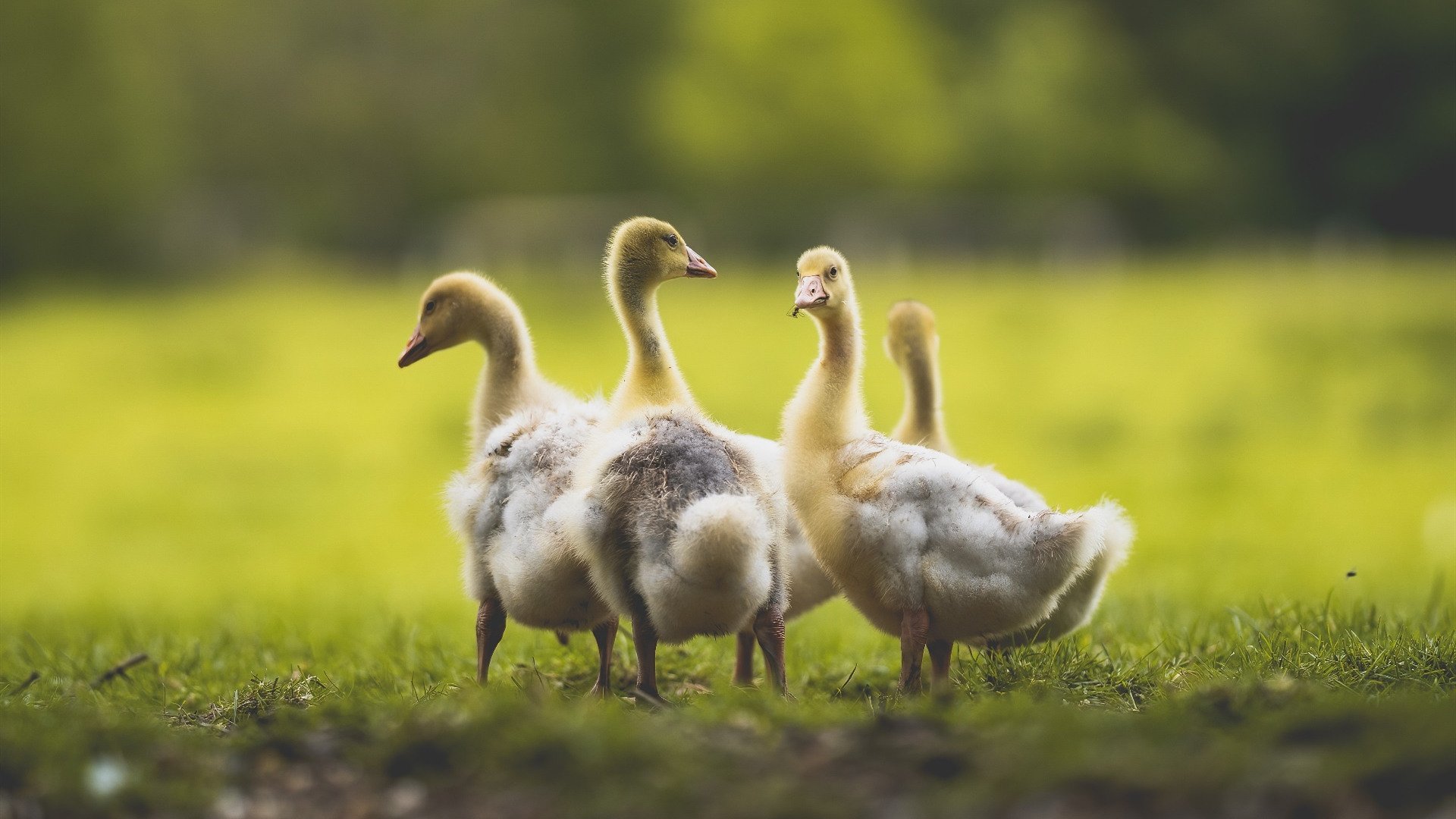 NBA设置“队医挑战权”，提升比赛中医疗判断效率，nba 队医