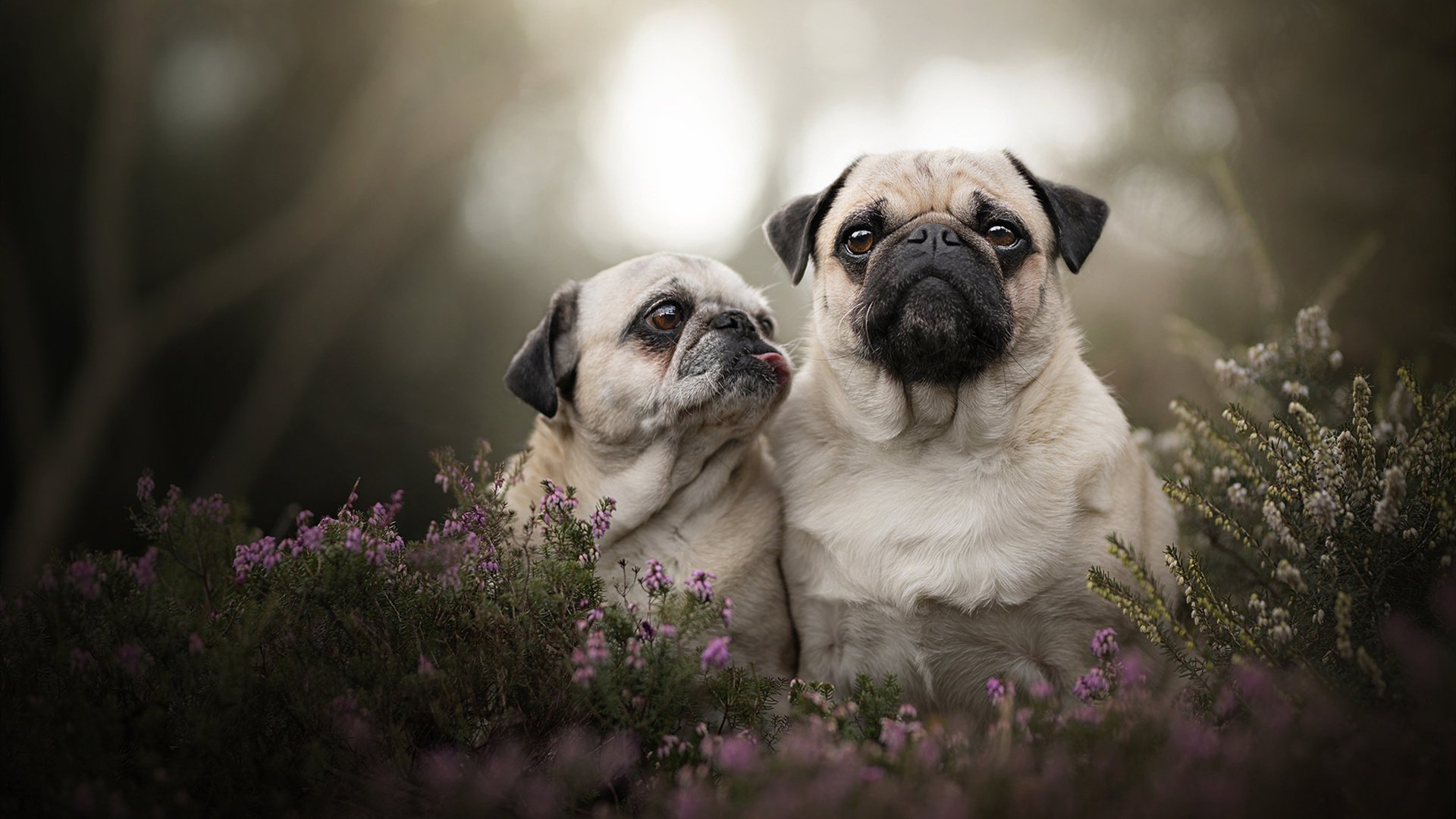 _破纪录之夜：杜兰特得分轻松过百_，杜兰特经典比赛