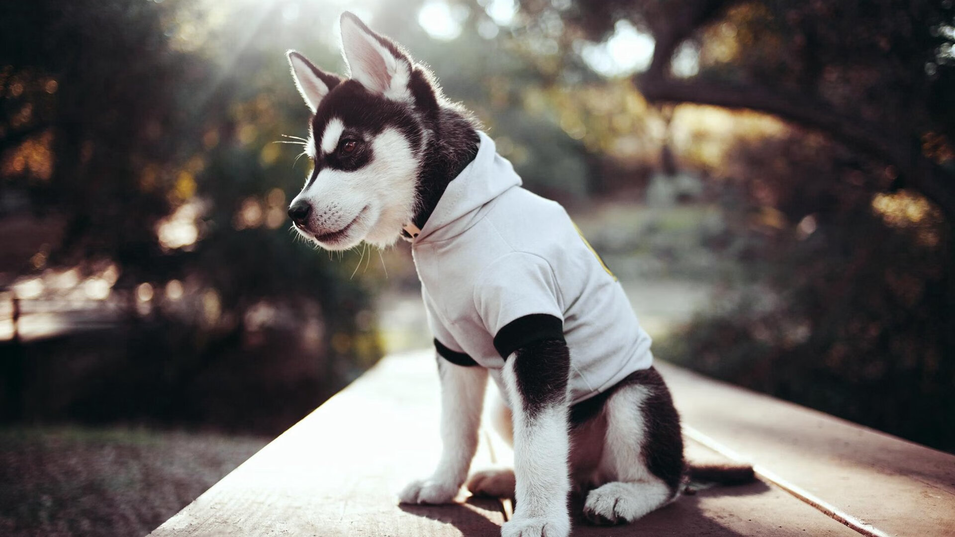 FB体育登录入口-“青春逐梦”青少年篮球明星培养项目在上海启动，上海青少年篮球发展联盟价格