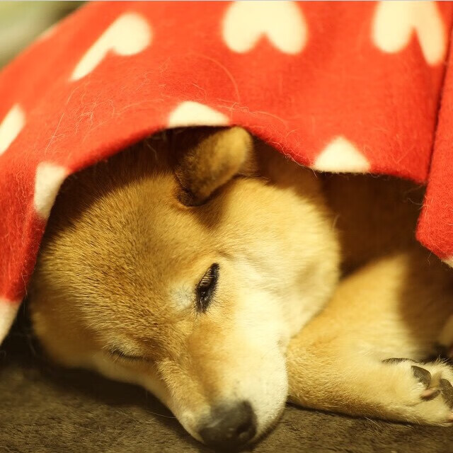 令人振奋的“团结”力量——欧冠中的团队奇迹,欧冠队伍介绍