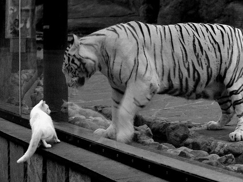 以“篮球+创新教育”为主题的青少年创业大赛在上海举办,创意篮球赛