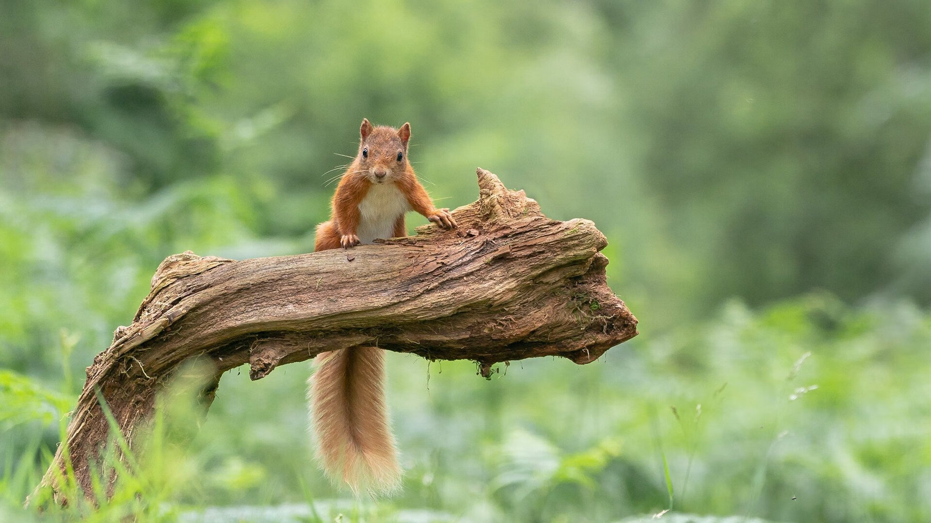 fb体育app官网-意甲冲刺：那不勒斯一飞冲天，稳居积分榜首，意甲那不勒斯对国米
