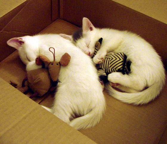 FBSPORTS-TL上单Summit状态回暖，tl上单alphari