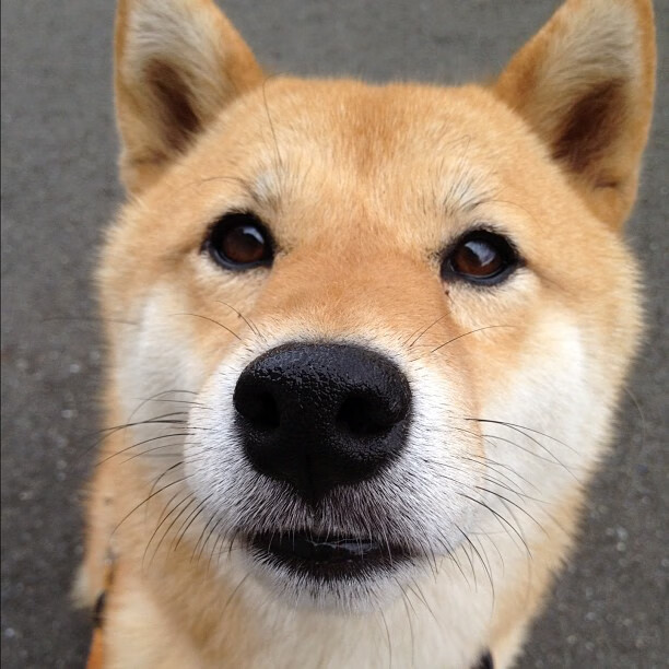 伯德再战神州，篮球传奇风采尽展，伯德比赛视频