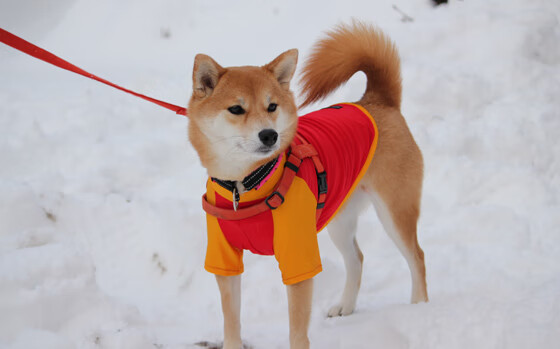 巴黎豪胜里昂，展现雄心向对手发起挑战，巴黎豪庭开盘价格