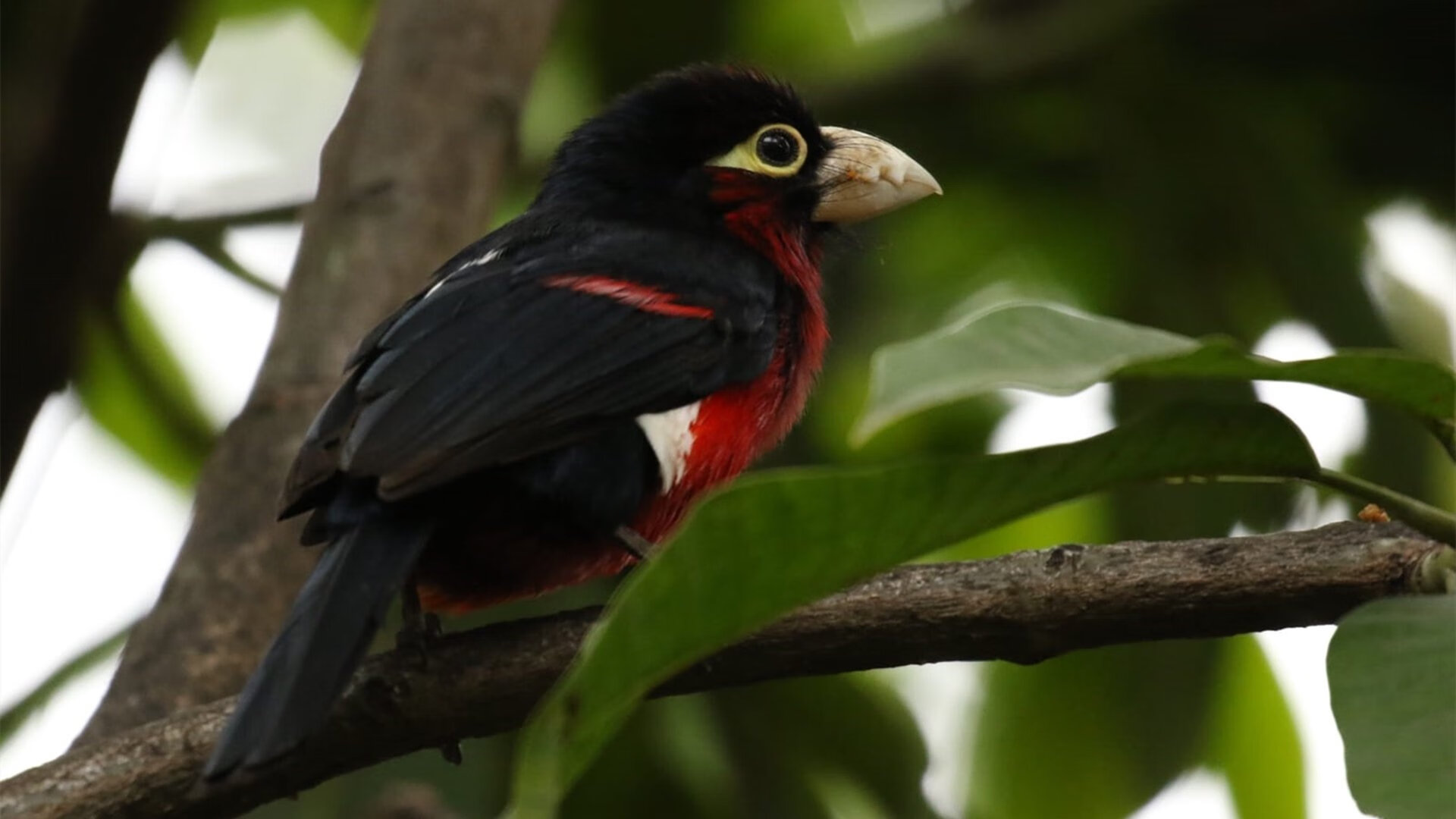 体育教学过程可视化技术应用与教学质量提升研究，体育课的体能发展视频
