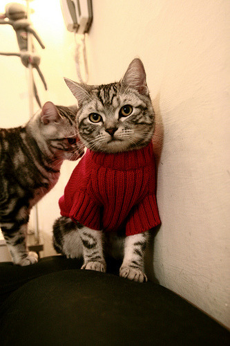 fb体育网址-世界杯中国足球爆冷 球迷情绪波动明显，中国足球世界杯表现