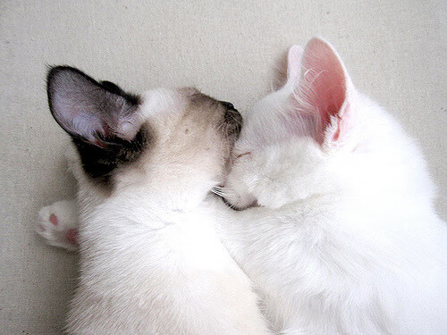 中国三人篮球女队培养战术执行型球员，中国女子三人篮球国家队队员