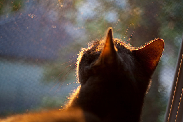 切尔西调整中后场结构提升稳定性，切尔西最强中场组合